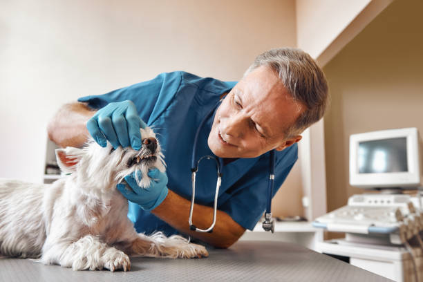 Best Same-Day Emergency Dental Services in Oglesby, IL